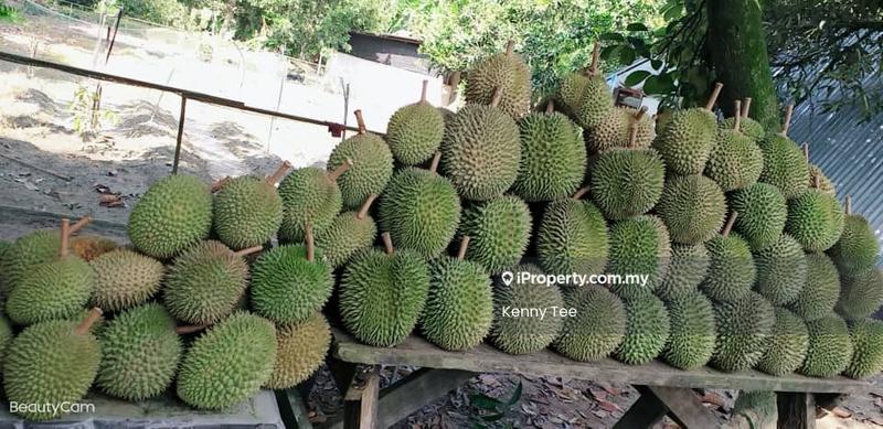 Tanah Pertanian untuk Dijual di Felda Titi, Titi oleh Kenny Tee - iProperty.com.my