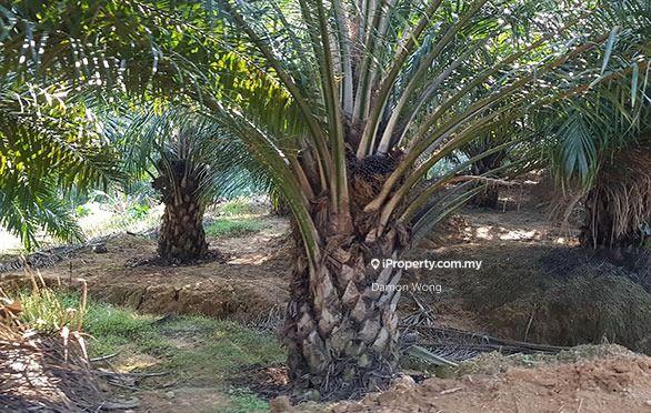 For Sale - Huge oil palm estate in Sabah