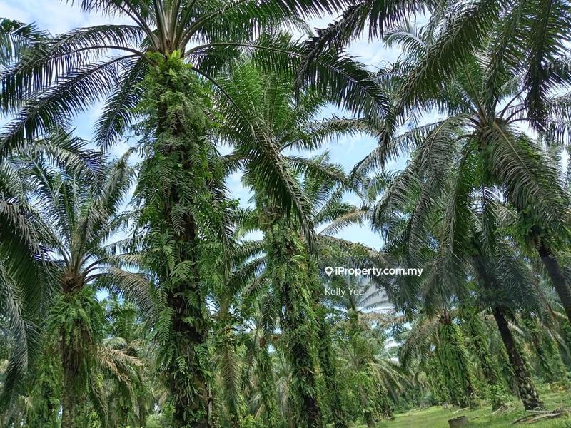 Tanah Pertanian untuk Dijual di Palm Oil Plantation @ Sg. Duri, Sungai Jawi - Sale, Sungai Jawi oleh Kelly Yee - iProperty.com.my