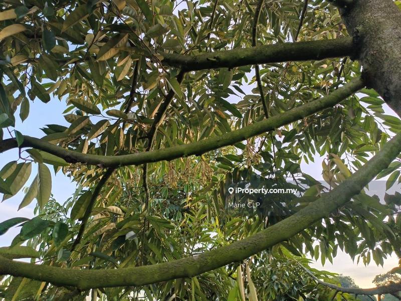 Agricultural Land for Sale in Kampung Sumpitan, Lenggong by Marie CLP - iProperty.com.my