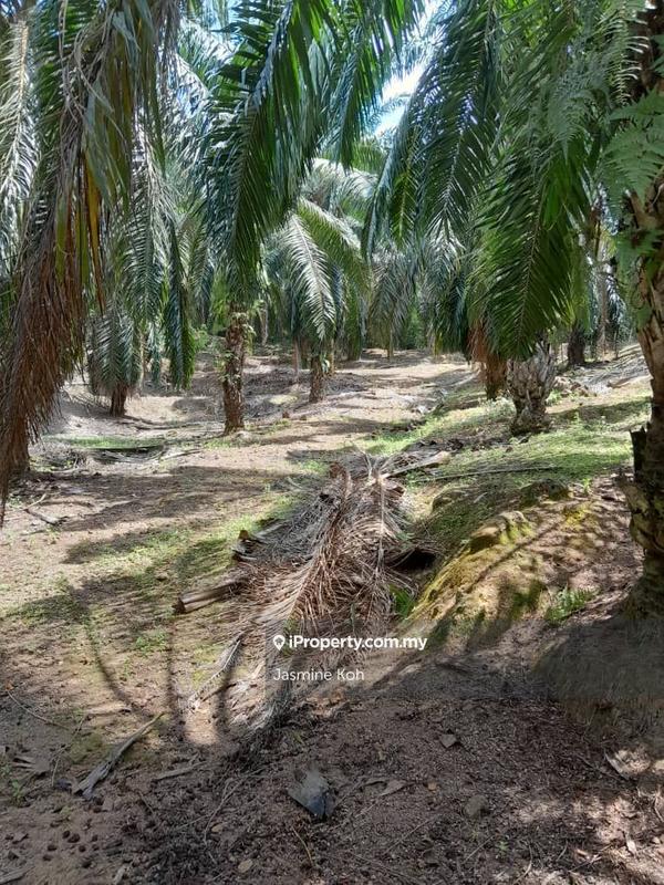 Tanah Pertanian untuk Dijual di Kemaman, Terengganu oleh Jasmine Koh - iProperty.com.my