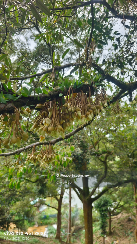 Tanah Pertanian untuk Dijual di Kawasan Perindustrian Bentong, Bentong oleh Christy Loh - iProperty.com.my