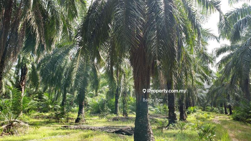 Tanah Pertanian untuk Dijual di Kapar, Klang oleh Ballex Bee - iProperty.com.my