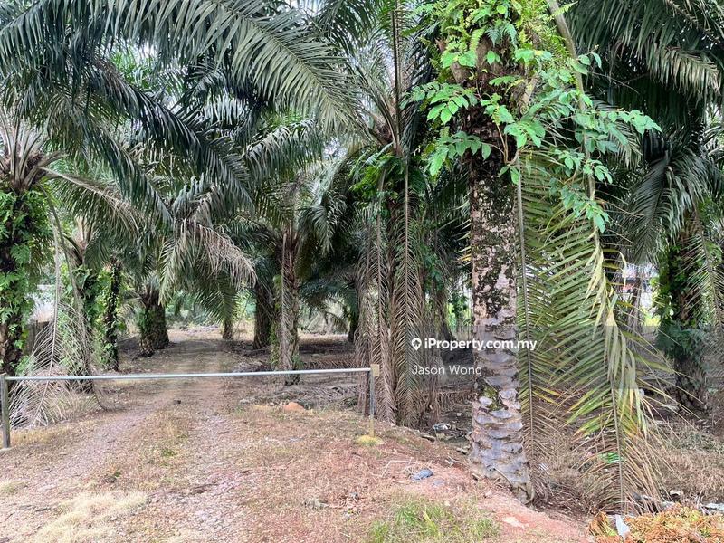For Sale - Paloh, Kluang, Taman Murni, Kampung Muhibbah, Johor, lorong1, Kampung Aman