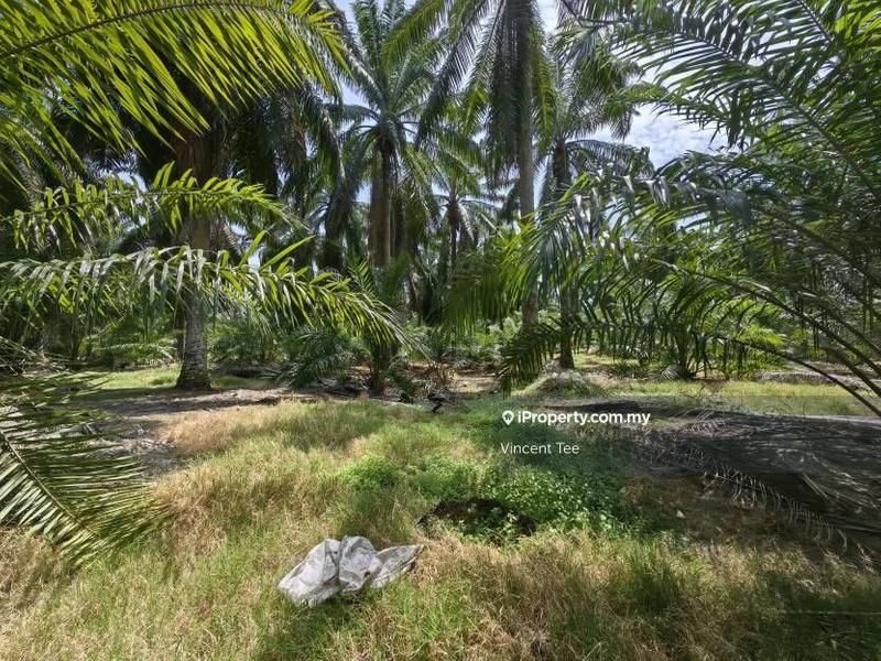 Agricultural Land for Sale in Kampung Baru Kemayan, Triang by Vincent Tee - iProperty.com.my