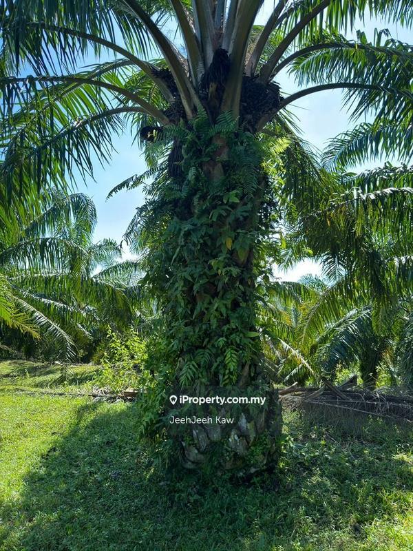 Tanah Pertanian untuk Dijual di Sungai Petani, Kedah oleh JeehJeeh Kaw - iProperty.com.my