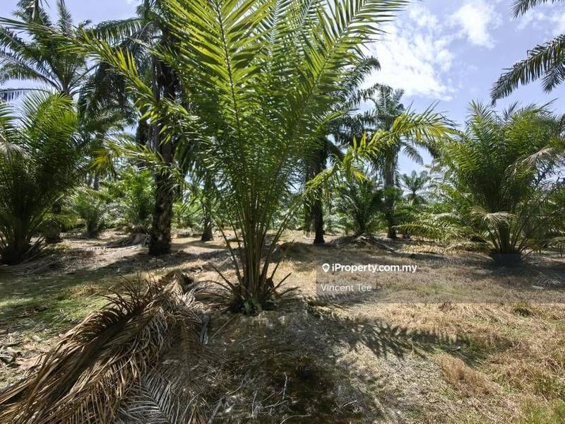 For Sale - 100 Acres Freehold New Planted Oil Palm Kemayan Teriang