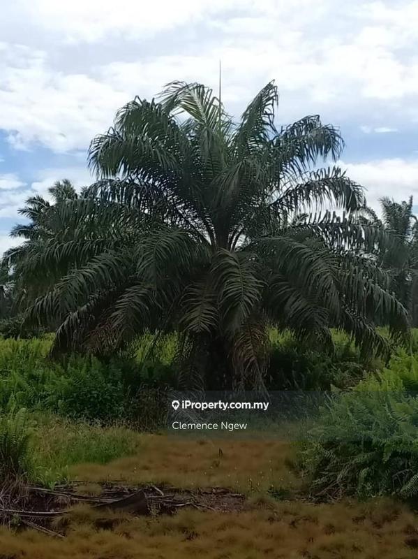 Tanah Pertanian untuk Dijual di Teluk Intan, Teluk Intan oleh Clemence Ngew - iProperty.com.my