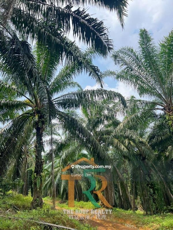 For Sale - Oil Palm Land