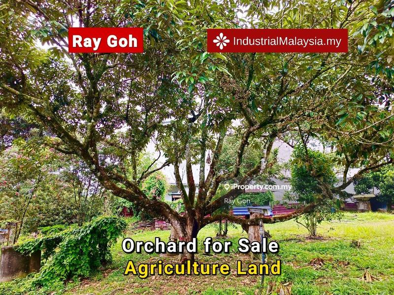 Tanah Pertanian untuk Dijual di Pekan Mantin, Mantin oleh Ray Goh - iProperty.com.my