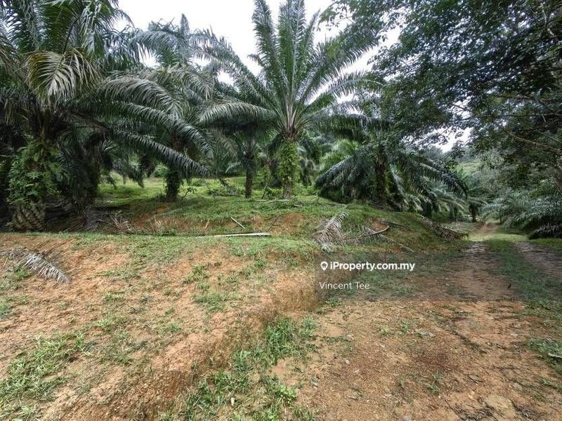Agricultural Land for Sale in Pekan Lama, Kuala Pilah by Vincent Tee - iProperty.com.my