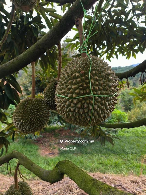 Agricultural Land for Sale in Kampung Sumpitan, Lenggong by Marie CLP - iProperty.com.my