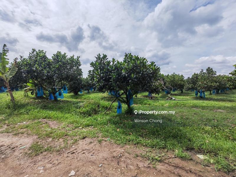 For Sale - Pokok Sena Nangka Farm for Sale
