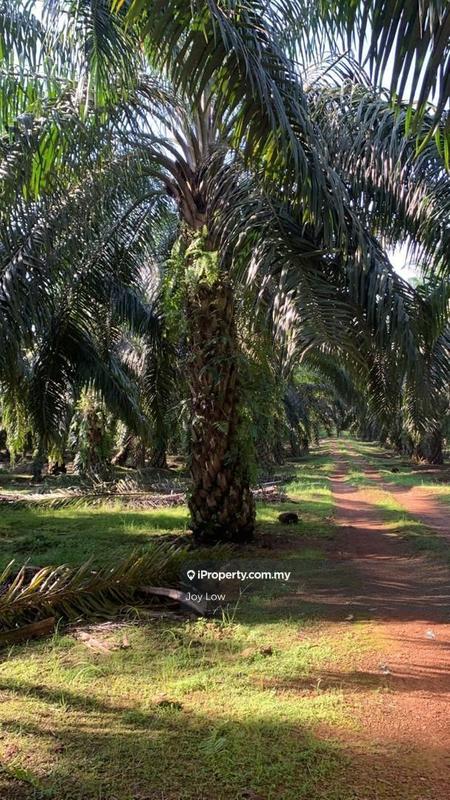 For Sale - Perak Larut Matang