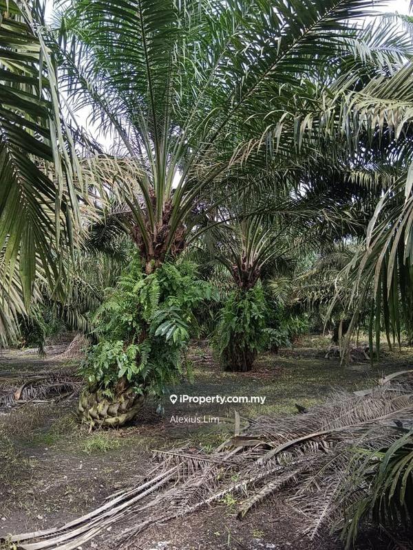 For Sale - 5.46 Acres Agriculture Land  @ Pekan Nanas