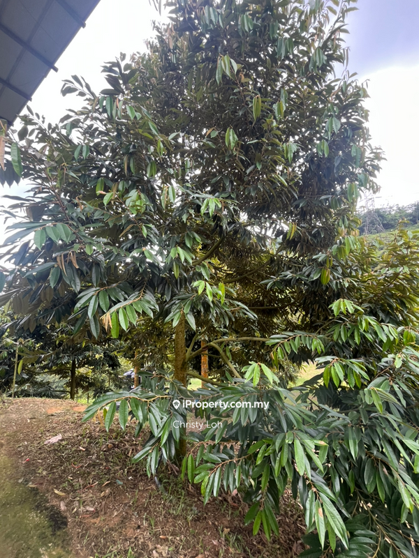 Tanah Pertanian untuk Dijual di Kawasan Perindustrian Bentong, Bentong oleh Christy Loh - iProperty.com.my