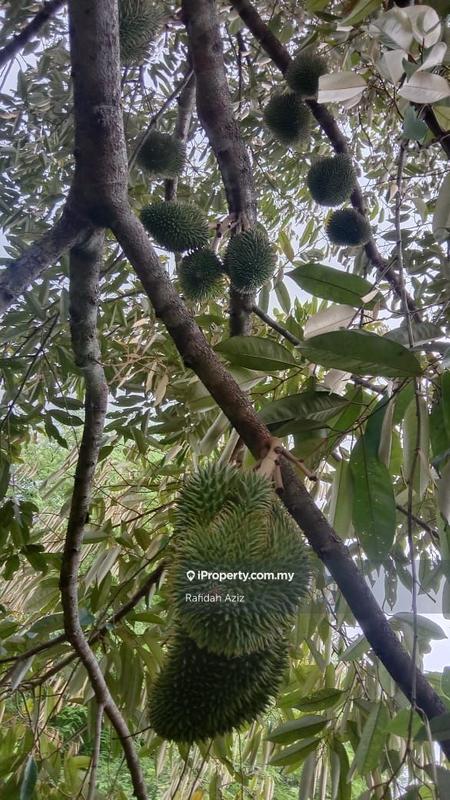 Tanah Pertanian untuk Dijual di twrls, Kuah oleh Rafidah Aziz - iProperty.com.my