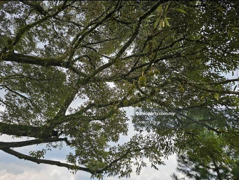 Agricultural Land for Sale in Hulu Langat, Selangor by Carene Chng - iProperty.com.my