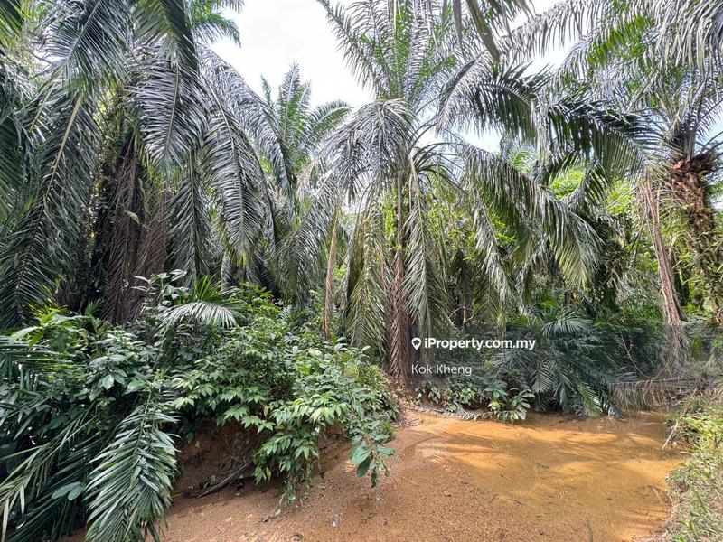 For Sale - 70% Hill Terrain 30% Flat Terrain - Freehold Land For Sales