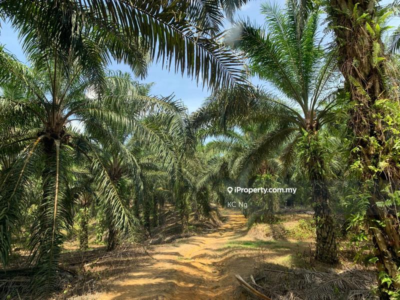 Agricultural Land for Sale in Tangkak, Tangkak by KC Ng - iProperty.com.my