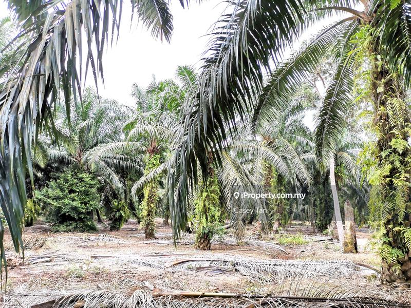 Tanah Pertanian untuk Dijual di Kampung Rimba Terjun, Pontian oleh Casey Tan - iProperty.com.my