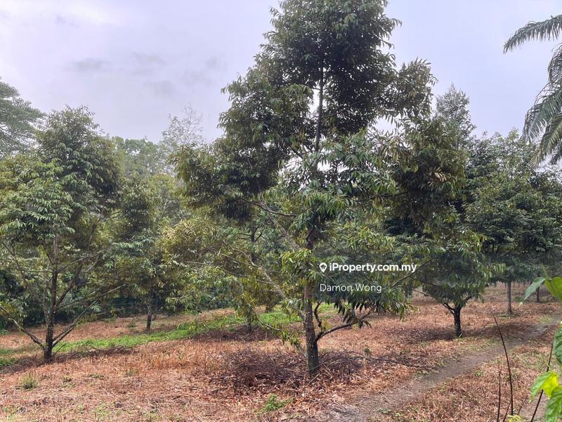 For Sale - 3.7 acres Musang King durian orchard in Slim River