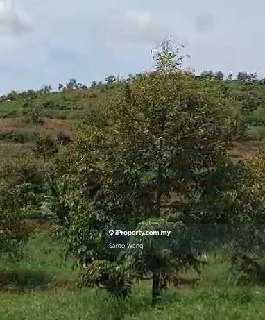 Agricultural Land for Sale in Sungai Tiram, Ulu Tiram by Santo Wang - iProperty.com.my