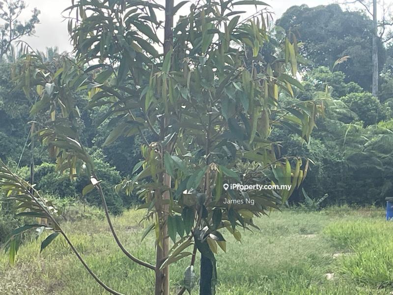 Agricultural Land for Sale in Karak,Pahang, Kuantan by James Ng - iProperty.com.my