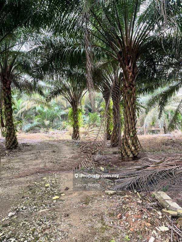 Tanah Pertanian untuk Dijual di Taman Murni, Kluang oleh Jason Wong - iProperty.com.my