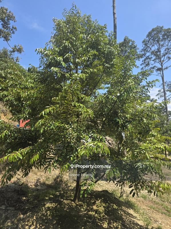 Agricultural Land for Sale in Titi, Negeri Sembilan by Irene Leong - iProperty.com.my