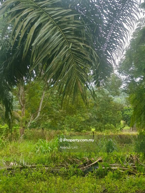 Agricultural Land for Sale in Mukim Paloh, Kluang by Alexius Lim - iProperty.com.my