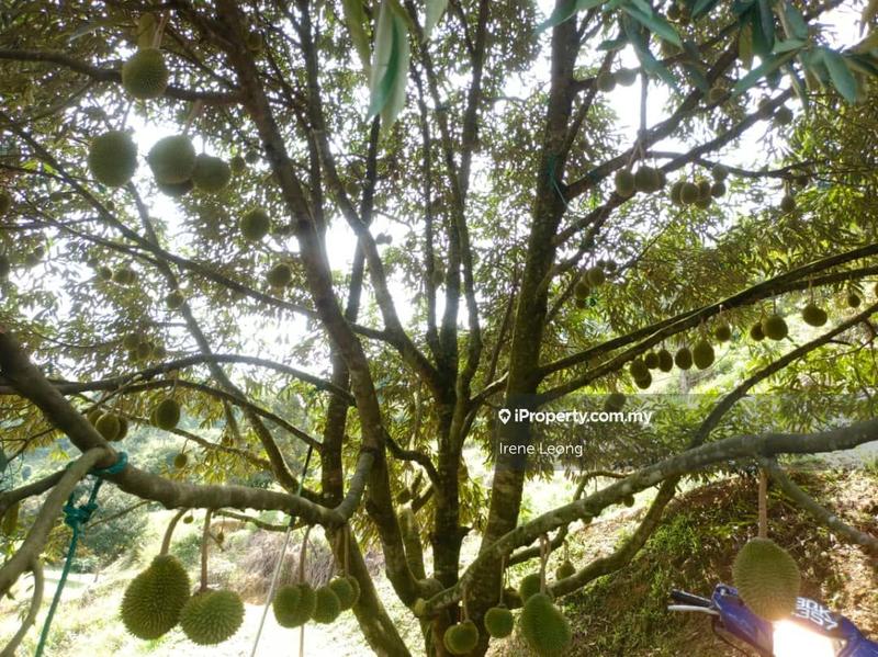 Agricultural Land for Sale in Karak, Pahang by Irene Leong - iProperty.com.my