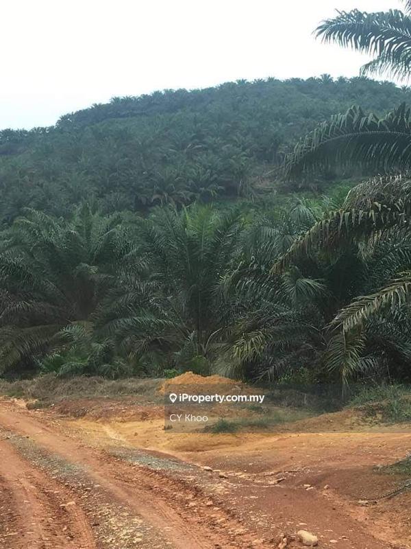 For Sale - Kelantan Gua Musang Ulu Nenggiri 3400 acres Palm Oil Land for SALE