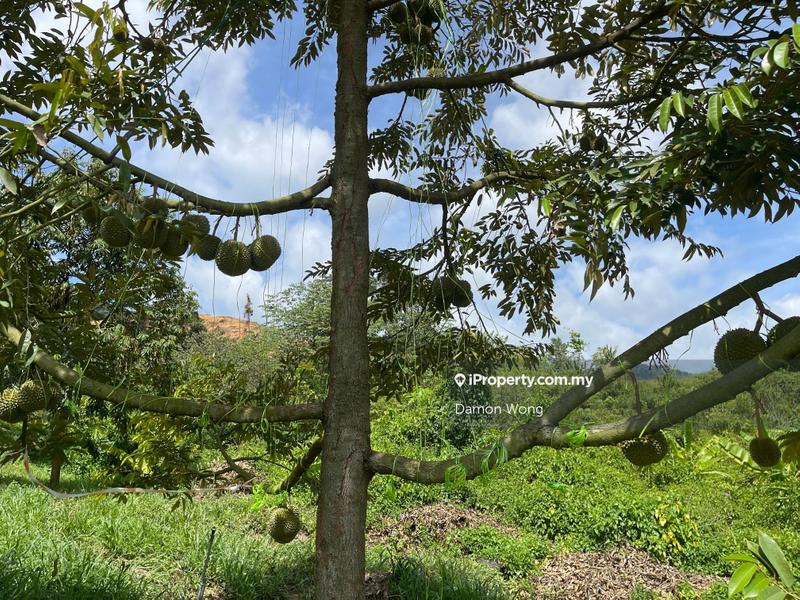 Agricultural Land for Sale in Karak, Bentong by Damon Wong - iProperty.com.my