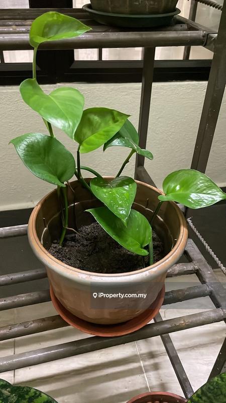 For Rent - Verticas Residensi