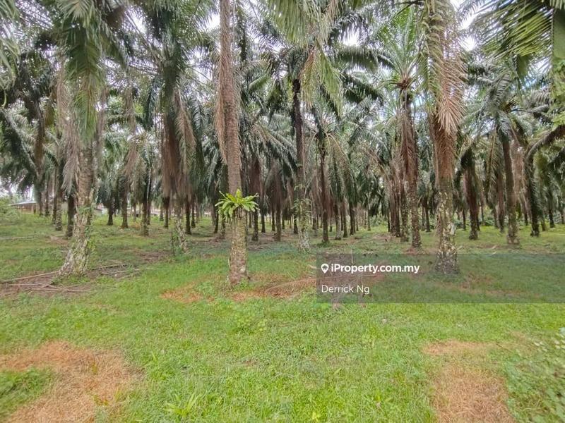 Tanah Pertanian untuk Dijual di o4snm, Gurun oleh Derrick Ng - iProperty.com.my