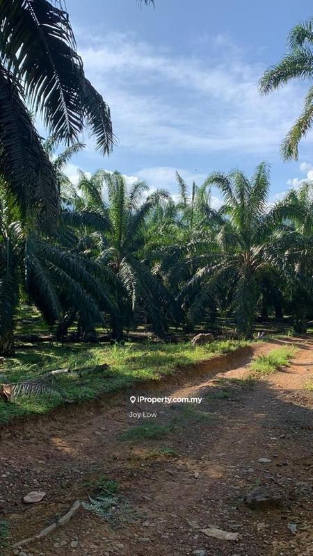 For Sale - Perak Larut Matang