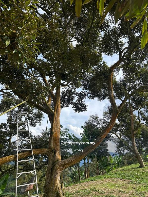 For Sale - 9.55 acres Durian Orchard in Sang Lee