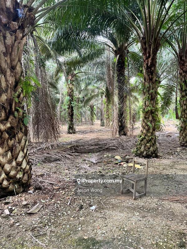 Tanah Pertanian untuk Dijual di Taman Murni, Kluang oleh Jason Wong - iProperty.com.my