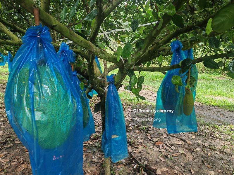 Agricultural Land for Sale in Kampung Baru Pokok Sena, Pokok Sena by Winson Chong - iProperty.com.my