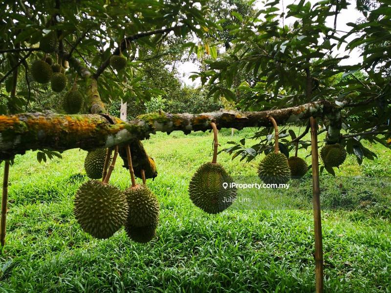 Tanah Pertanian untuk Dijual di Kampung Kuala Slim, Slim oleh Julie Lim - iProperty.com.my