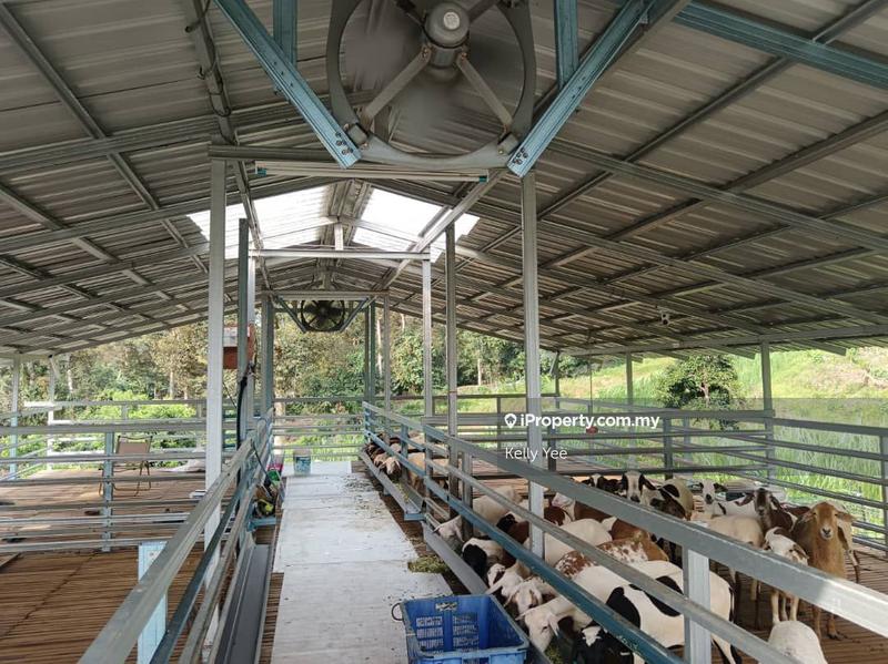 Tanah Pertanian untuk Dijual di Durian Orchard Farm @ Machang Bubok for Sale, Bukit Mertajam oleh Kelly Yee - iProperty.com.my