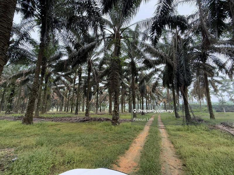 For Sale - 7.66 Agriculture Land@ Bukit Batu Sedenak, Kulai