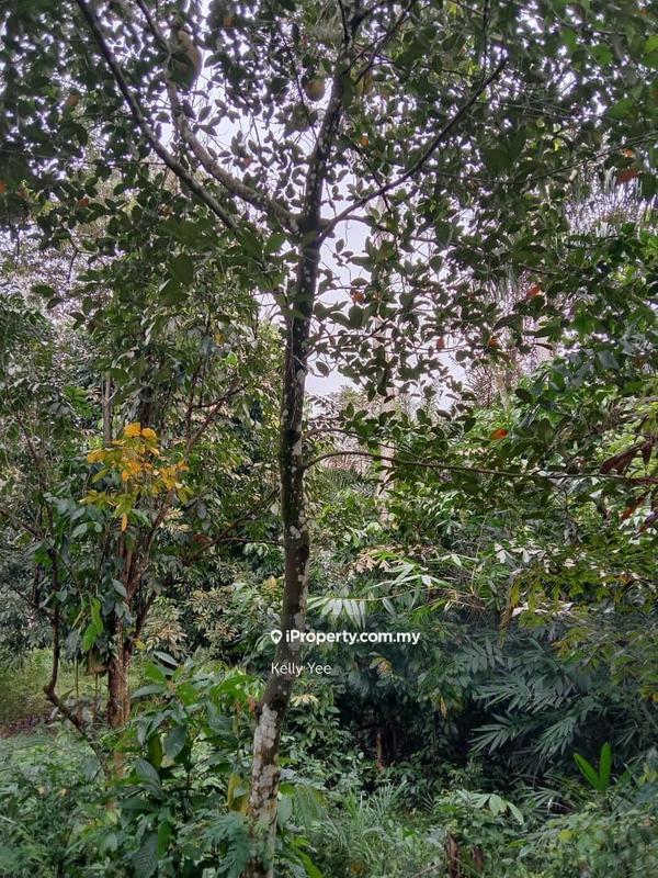 Agricultural Land for Sale in Sungai Lembu, Bukit Mertajam by Kelly Yee - iProperty.com.my