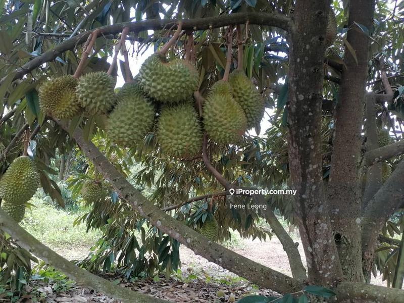 For Sale - 23-Acre Prime Leasehold Durian Orchard for Sale | Selandar, Malacca