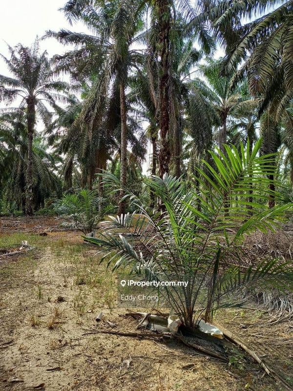Tanah Pertanian untuk Dijual di Sri Lalang, Kluang oleh Eddy Chong - iProperty.com.my