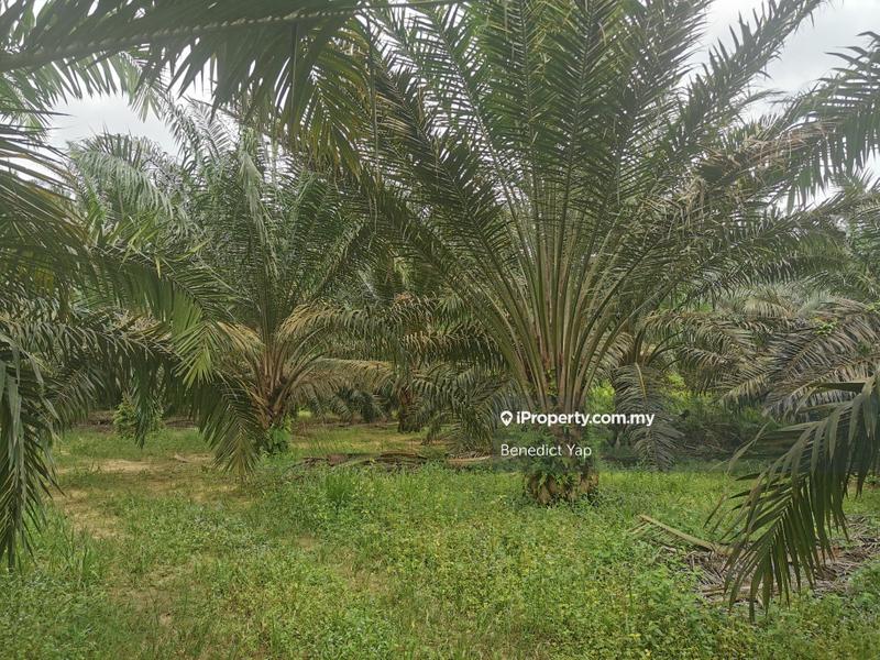 For Rent - Agriculture Land Kota Tinggi Tai Hong