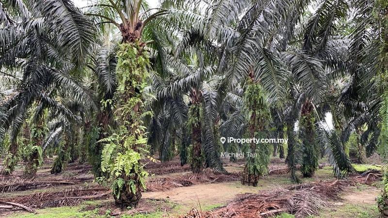 Tanah Pertanian untuk Dijual di Selama, Perak oleh Michael Tan - iProperty.com.my