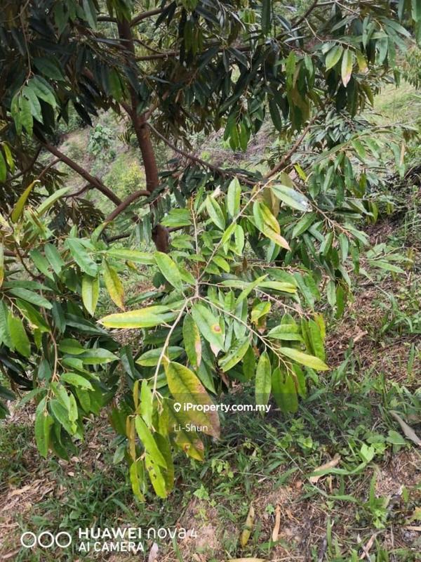 Tanah Pertanian untuk Dijual di Kampung Ulu Perting, Bentong oleh Li-Shun - iProperty.com.my