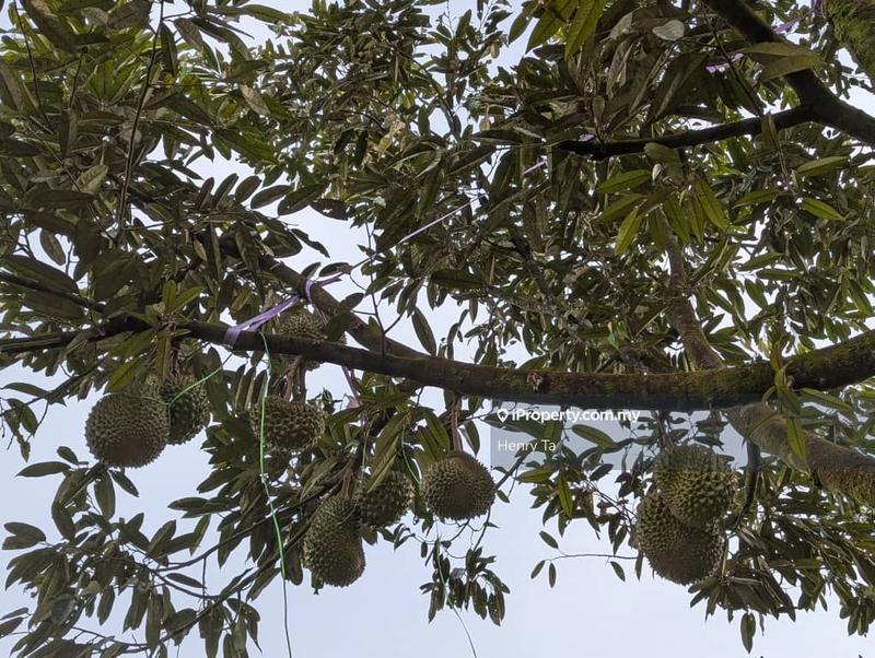 Agricultural Land for Sale in Bandar Baru Kuala Lipis, Kuala Lipis by Henry Ta - iProperty.com.my